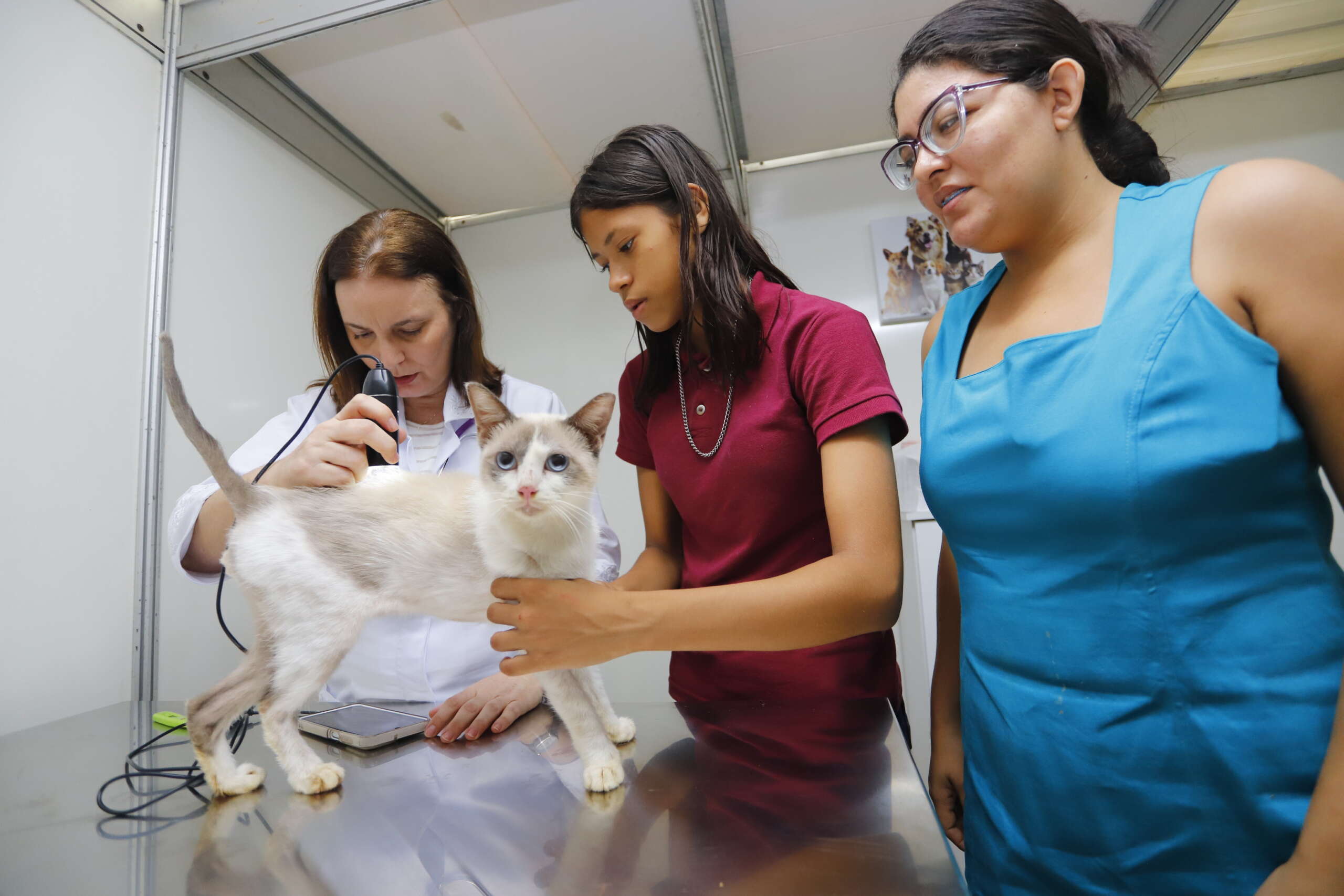 Atendimento veterinário no Pet Móvel Ceará