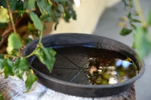 Foto de pontos de água parada