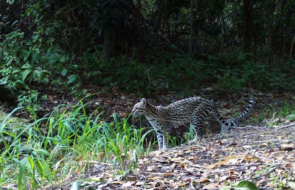 Jaguatirica na Serra das Almas