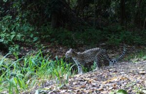 Jaguatirica na Serra das Almas