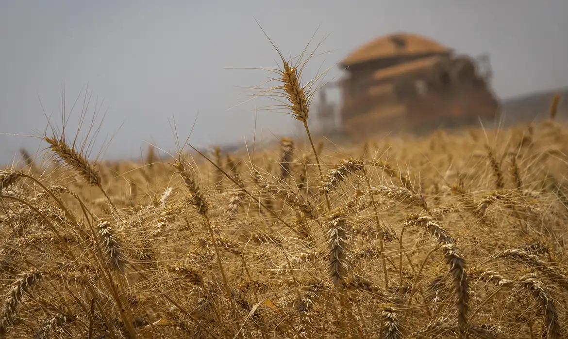 Safra da Agricultura Brasileira