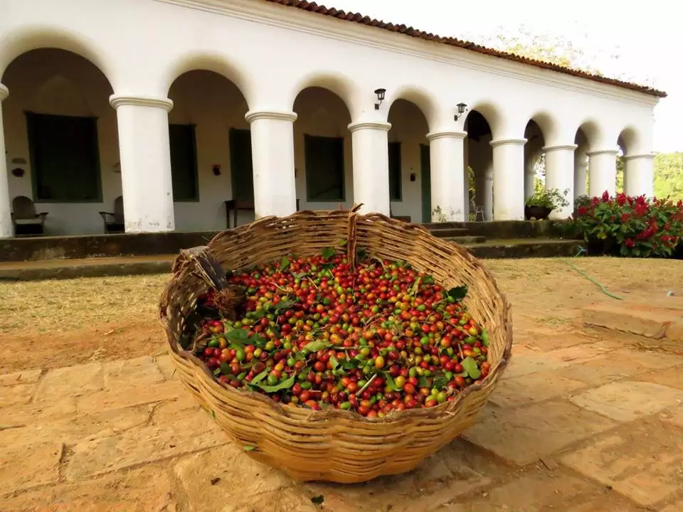 Bacia com a colheita de café do Maciço de Baturité