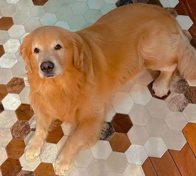 O cão Joca