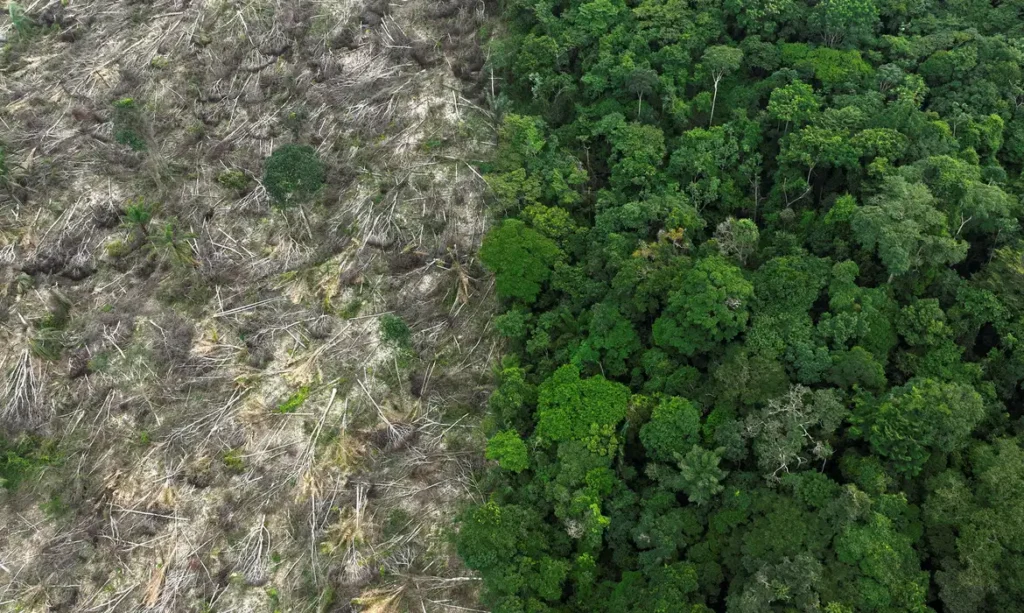 Brasil perde vegetação nativa