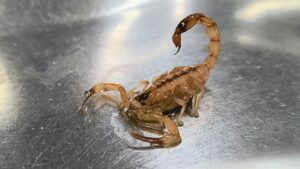 picadas de escorpião em Fortaleza