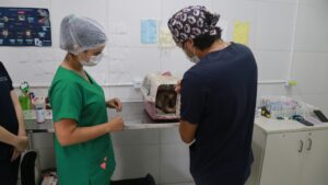 mutirão gratuito de castração