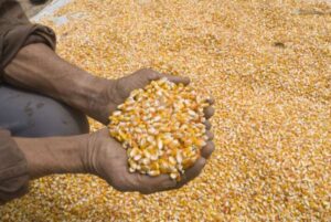 Ceará projeta crescimento na safra de grãos