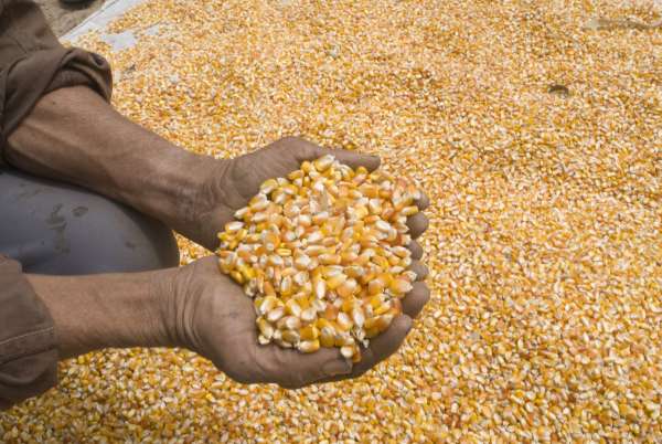 Ceará projeta crescimento na safra de grãos