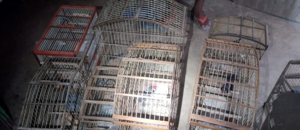 Pássaros silvestres resgatados