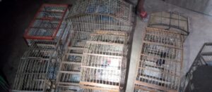 Pássaros silvestres resgatados