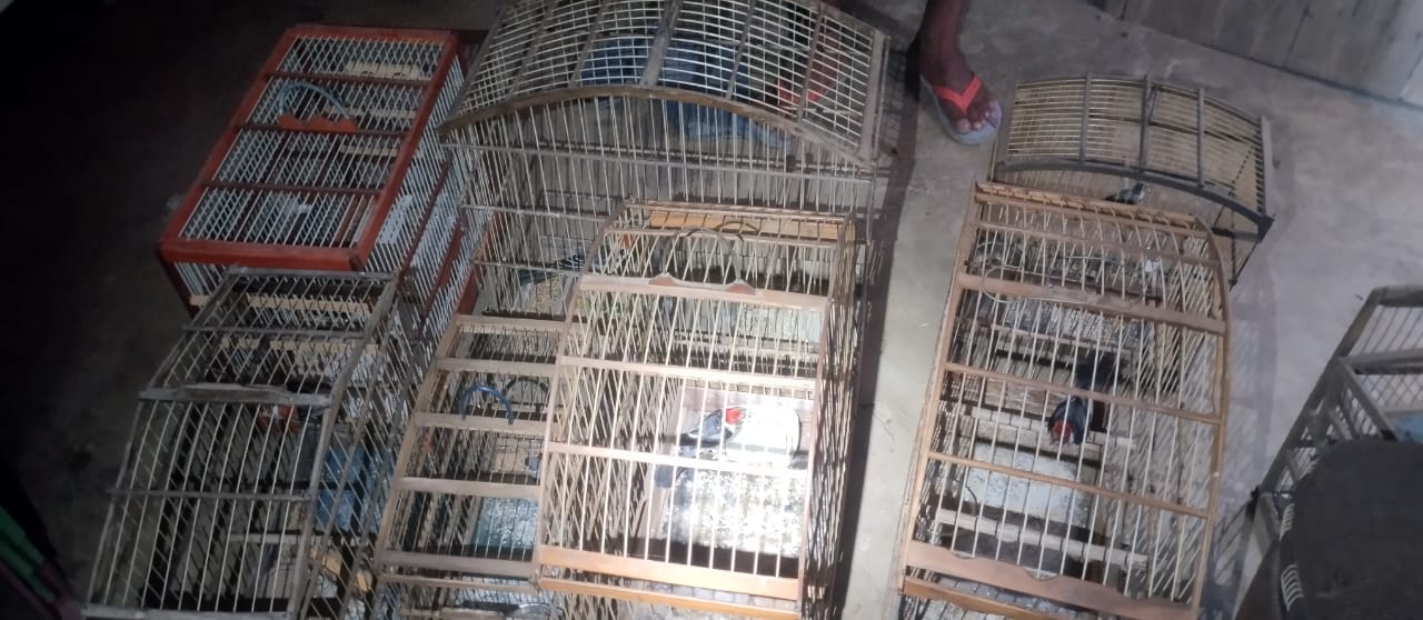 Pássaros silvestres resgatados