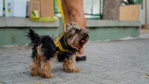 Mutirão castração Fortaleza