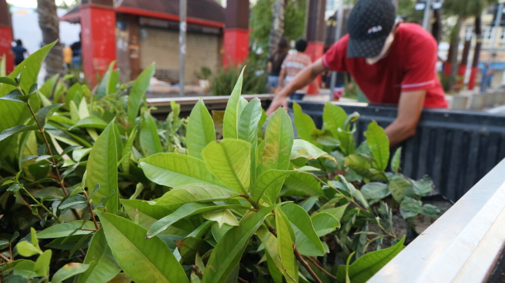 Campanha pelo Verde Ceará