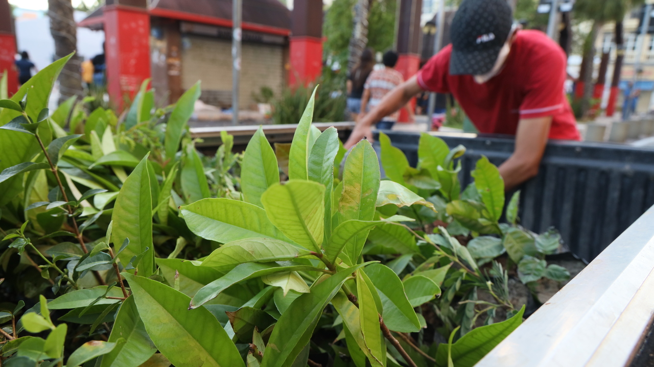 Campanha pelo Verde Ceará