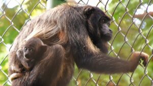 guariba-da-caatinga Fortaleza