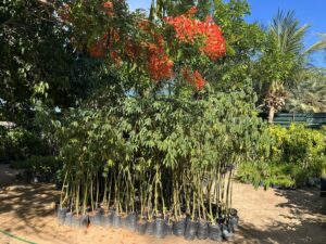 Mudas gratuitas Fortaleza