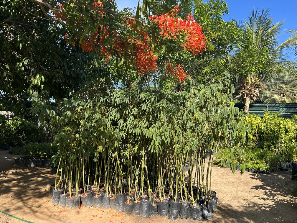 Mudas gratuitas Fortaleza