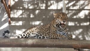 programação dos 300 anos de Fortaleza