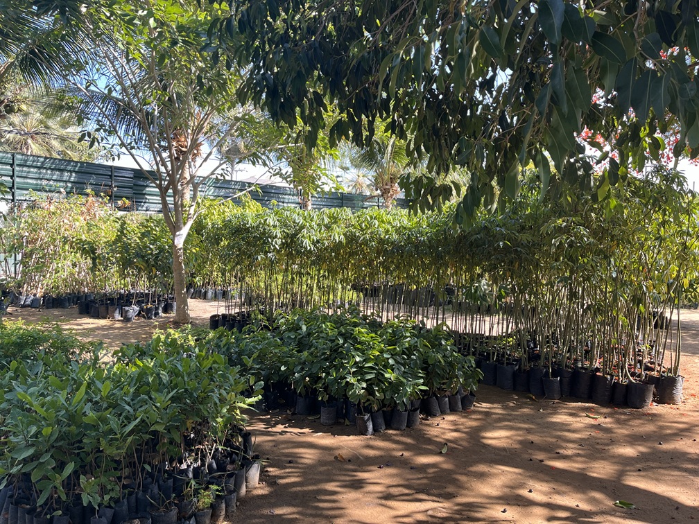 mudário de Fortaleza