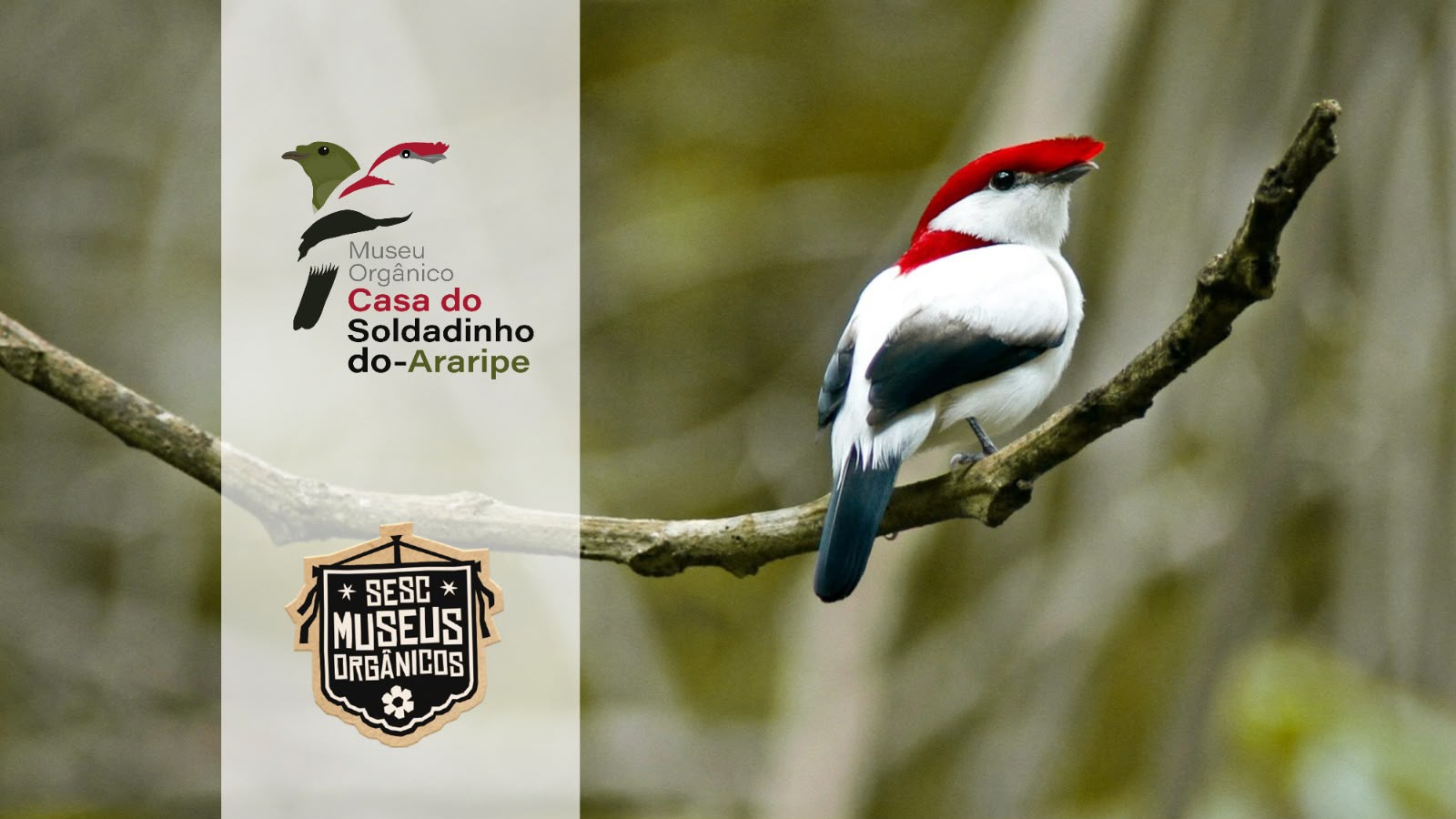 Museu Soldadinho do Araripe
